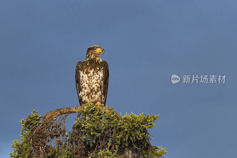 白头haliaeetus leucocephalus，阿拉斯加的秃鹰。美国的国鸟。